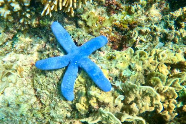 620 pixels placeholder image